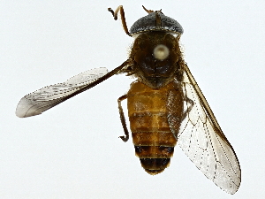  ( - BIOUG85476-F03)  @11 [ ] CreativeCommons - Attribution (2022) CBG Photography Group Centre for Biodiversity Genomics
