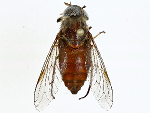  ( - BIOUG91320-C05)  @11 [ ] CreativeCommons - Attribution (2022) CBG Photography Group Centre for Biodiversity Genomics