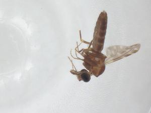  ( - CBG-A12066-A03)  @11 [ ] CreativeCommons - Attribution Share - Alike (2023) Centre for Biodiversity Genomics Centre for Biodiversity Genomics