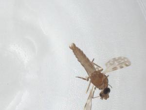  ( - CBG-A12066-A07)  @11 [ ] CreativeCommons - Attribution Share - Alike (2023) Centre for Biodiversity Genomics Centre for Biodiversity Genomics