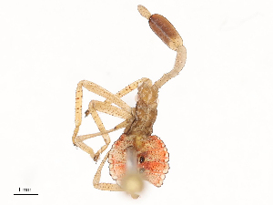  (Homoeocerus bipunctatus - CBG-B15685-H05)  @11 [ ] CreativeCommons - Attribution Share - Alike (2025) CBG Photography Group Centre for Biodiversity Genomics