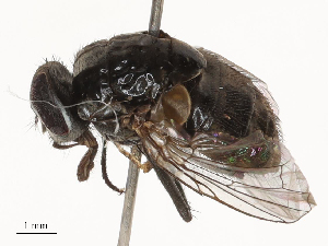  ( - CBG-B15688-E06)  @11 [ ] CreativeCommons - Attribution Share - Alike (2025) CBG Photography Group Centre for Biodiversity Genomics