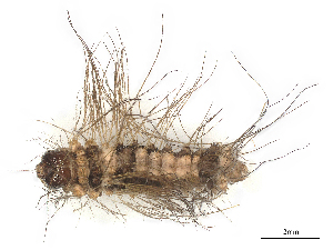  ( - CBG-B15689-H03)  @11 [ ] CreativeCommons - Attribution Share - Alike (2025) CBG Photography Group Centre for Biodiversity Genomics