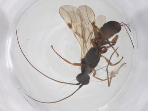  ( - CBG-B15697-A10)  @11 [ ] CreativeCommons - Attribution Share - Alike (2025) Centre for Biodiversity Genomics Centre for Biodiversity Genomics