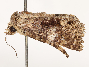  ( - CBG-B19974-G12)  @11 [ ] CreativeCommons - Attribution Share - Alike (2025) CBG Photography Group Centre for Biodiversity Genomics