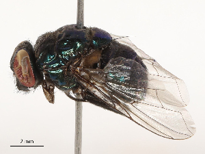  ( - CBG-B19977-F08)  @11 [ ] CreativeCommons - Attribution Share - Alike (2025) CBG Photography Group Centre for Biodiversity Genomics