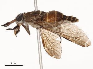  ( - CBG-B19979-D08)  @11 [ ] CreativeCommons - Attribution Share - Alike (2025) CBG Photography Group Centre for Biodiversity Genomics