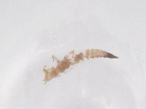  ( - CBG-B21811-E04)  @11 [ ] CreativeCommons - Attribution Share - Alike (2025) Centre for Biodiversity Genomics Centre for Biodiversity Genomics