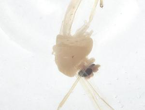  ( - CBG-B21812-A12)  @11 [ ] CreativeCommons - Attribution Share - Alike (2025) Centre for Biodiversity Genomics Centre for Biodiversity Genomics