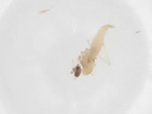  ( - CBG-B21813-B03)  @11 [ ] CreativeCommons - Attribution Share - Alike (2025) Centre for Biodiversity Genomics Centre for Biodiversity Genomics