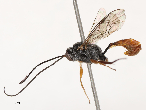  ( - CBG-B21846-A07)  @11 [ ] CreativeCommons - Attribution Share - Alike (2025) CBG Photography Group Centre for Biodiversity Genomics