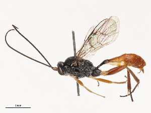  ( - CBG-B21846-C03)  @11 [ ] CreativeCommons - Attribution Share - Alike (2025) CBG Photography Group Centre for Biodiversity Genomics