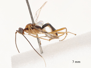  ( - CBG-B21847-C04)  @11 [ ] CreativeCommons - Attribution Share - Alike (2025) CBG Photography Group Centre for Biodiversity Genomics