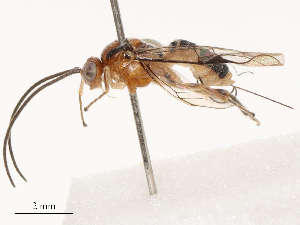  ( - CBG-B21847-C08)  @11 [ ] CreativeCommons - Attribution Share - Alike (2025) CBG Photography Group Centre for Biodiversity Genomics