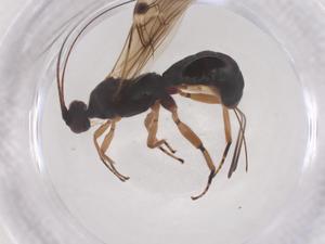  ( - CBG-B22230-B04)  @11 [ ] CreativeCommons - Attribution Share - Alike (2025) Centre for Biodiversity Genomics Centre for Biodiversity Genomics