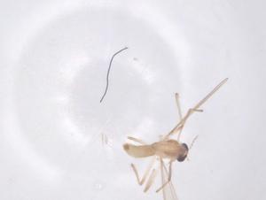  ( - CBG-B22231-D06)  @11 [ ] CreativeCommons - Attribution Share - Alike (2025) Centre for Biodiversity Genomics Centre for Biodiversity Genomics