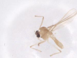  ( - CBG-B22231-F07)  @11 [ ] CreativeCommons - Attribution Share - Alike (2025) Centre for Biodiversity Genomics Centre for Biodiversity Genomics