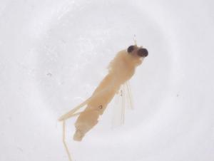  ( - CBG-B22231-F09)  @11 [ ] CreativeCommons - Attribution Share - Alike (2025) Centre for Biodiversity Genomics Centre for Biodiversity Genomics