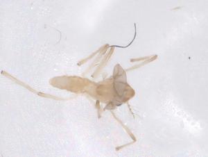  ( - CBG-B22231-G10)  @11 [ ] CreativeCommons - Attribution Share - Alike (2025) Centre for Biodiversity Genomics Centre for Biodiversity Genomics