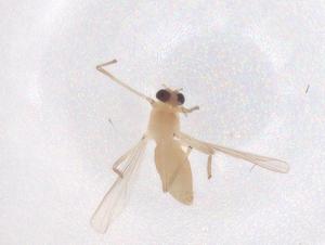  ( - CBG-B22233-C06)  @11 [ ] CreativeCommons - Attribution Share - Alike (2025) Centre for Biodiversity Genomics Centre for Biodiversity Genomics