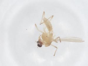  ( - CBG-B22292-D05)  @11 [ ] CreativeCommons - Attribution Share - Alike (2025) Centre for Biodiversity Genomics Centre for Biodiversity Genomics