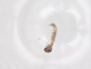  ( - CBG-B22293-G05)  @11 [ ] CreativeCommons - Attribution Share - Alike (2025) Centre for Biodiversity Genomics Centre for Biodiversity Genomics