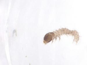  ( - CBG-B22294-F01)  @11 [ ] CreativeCommons - Attribution Share - Alike (2025) Centre for Biodiversity Genomics Centre for Biodiversity Genomics