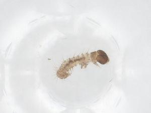  ( - CBG-B22295-B08)  @11 [ ] CreativeCommons - Attribution Share - Alike (2025) Centre for Biodiversity Genomics Centre for Biodiversity Genomics