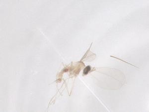  ( - CBG-B23470-C08)  @11 [ ] CreativeCommons - Attribution Share - Alike (2025) Centre for Biodiversity Genomics Centre for Biodiversity Genomics