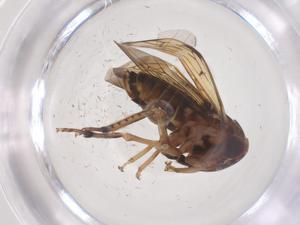  ( - CBG-B23470-G02)  @11 [ ] CreativeCommons - Attribution Share - Alike (2025) Centre for Biodiversity Genomics Centre for Biodiversity Genomics