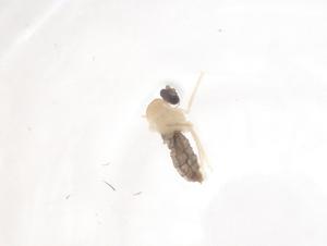  ( - CBG-B23470-H01)  @11 [ ] CreativeCommons - Attribution Share - Alike (2025) Centre for Biodiversity Genomics Centre for Biodiversity Genomics