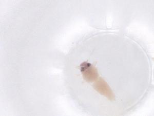  ( - CBG-B23477-F04)  @11 [ ] CreativeCommons - Attribution Share - Alike (2025) Centre for Biodiversity Genomics Centre for Biodiversity Genomics