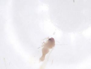  ( - CBG-B23480-E12)  @11 [ ] CreativeCommons - Attribution Share - Alike (2025) Centre for Biodiversity Genomics Centre for Biodiversity Genomics