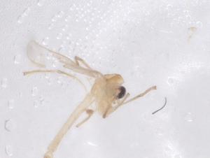  ( - CBG-B23534-G02)  @11 [ ] CreativeCommons - Attribution Share - Alike (2025) Centre for Biodiversity Genomics Centre for Biodiversity Genomics