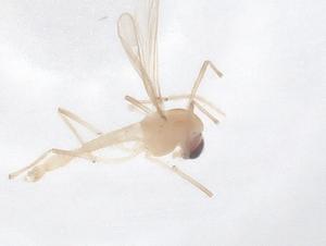  ( - CBG-B23535-C06)  @11 [ ] CreativeCommons - Attribution Share - Alike (2025) Centre for Biodiversity Genomics Centre for Biodiversity Genomics