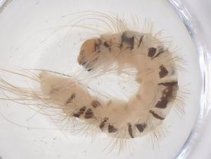  ( - CBG-B23535-D04)  @11 [ ] CreativeCommons - Attribution Share - Alike (2025) Centre for Biodiversity Genomics Centre for Biodiversity Genomics