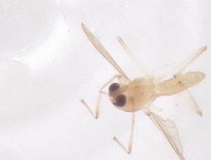  ( - CBG-B23536-B09)  @11 [ ] CreativeCommons - Attribution Share - Alike (2025) Centre for Biodiversity Genomics Centre for Biodiversity Genomics