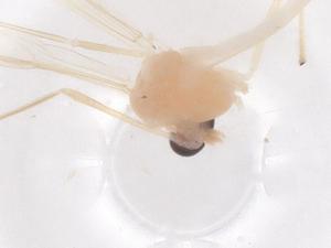  (Microtendipes truncatus - CBG-B23536-C03)  @11 [ ] CreativeCommons - Attribution Share - Alike (2025) Centre for Biodiversity Genomics Centre for Biodiversity Genomics