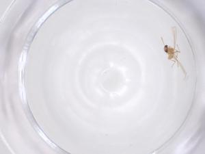  ( - CBG-B23537-A02)  @11 [ ] CreativeCommons - Attribution Share - Alike (2025) Centre for Biodiversity Genomics Centre for Biodiversity Genomics