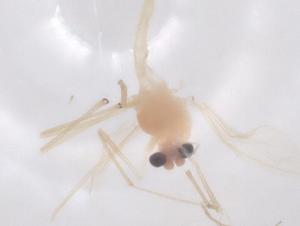  ( - CBG-B23537-B10)  @11 [ ] CreativeCommons - Attribution Share - Alike (2025) Centre for Biodiversity Genomics Centre for Biodiversity Genomics