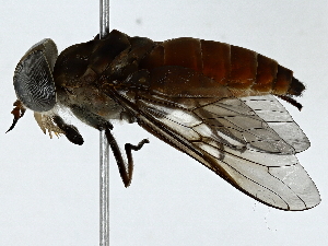  ( - BIOUG89986-G10)  @11 [ ] CreativeCommons - Attribution (2022) CBG Photography Group Centre for Biodiversity Genomics