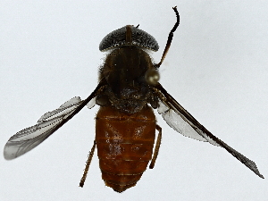  ( - BIOUG89986-G11)  @11 [ ] CreativeCommons - Attribution (2022) CBG Photography Group Centre for Biodiversity Genomics