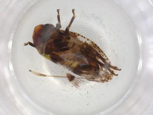  (Hindolinae - BIOUG93639-C11)  @11 [ ] CreativeCommons - Attribution (2022) Centre for Biodiversity Genomics Centre for Biodiversity Genomics