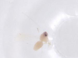  ( - CBG-B01113-D09)  @11 [ ] CreativeCommons - Attribution Share - Alike (2025) Centre for Biodiversity Genomics Centre for Biodiversity Genomics