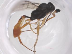  ( - CBG-B04408-A02)  @11 [ ] CreativeCommons - Attribution Share - Alike (2025) Centre for Biodiversity Genomics Centre for Biodiversity Genomics