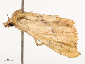  ( - CBG-B21845-D05)  @11 [ ] CreativeCommons - Attribution Share - Alike (2025) CBG Photography Group Centre for Biodiversity Genomics