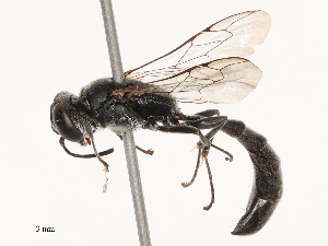  ( - CBG-B21846-G03)  @11 [ ] CreativeCommons - Attribution Share - Alike (2025) CBG Photography Group Centre for Biodiversity Genomics