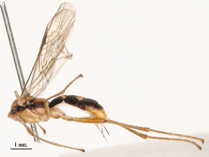  ( - CBG-B21847-E11)  @11 [ ] CreativeCommons - Attribution Share - Alike (2025) CBG Photography Group Centre for Biodiversity Genomics