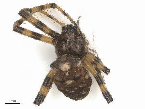  (Gea spinipes - CBG-B21847-H04)  @11 [ ] CreativeCommons - Attribution Share - Alike (2025) CBG Photography Group Centre for Biodiversity Genomics