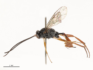  ( - CBG-B21851-B09)  @11 [ ] CreativeCommons - Attribution Share - Alike (2025) CBG Photography Group Centre for Biodiversity Genomics